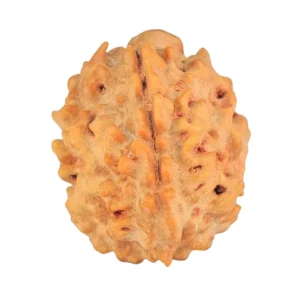 1 Mukhi Rudraksha 21mm 2.49gm - Rudraksha