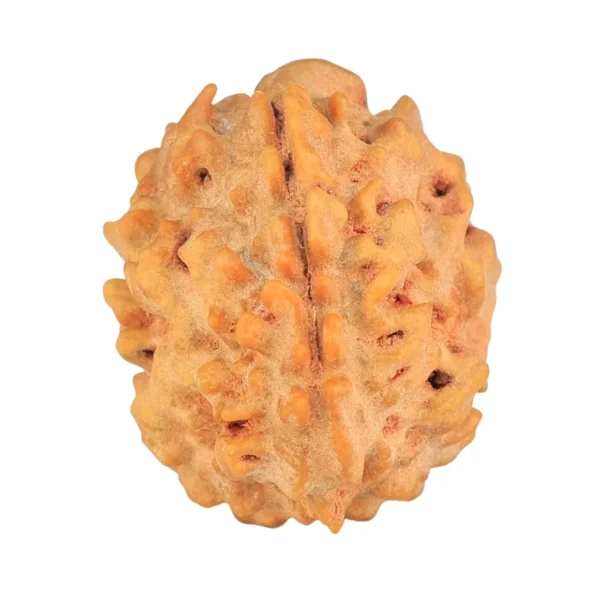 1 Mukhi Rudraksha 21mm 2.49gm - Rudraksha