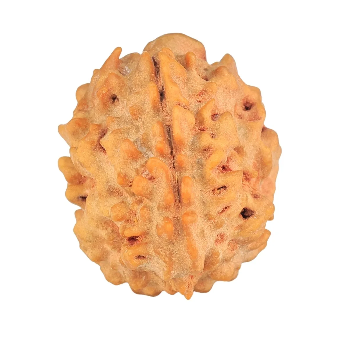 1 Mukhi Rudraksha 21mm 2.49gm - Rudraksha