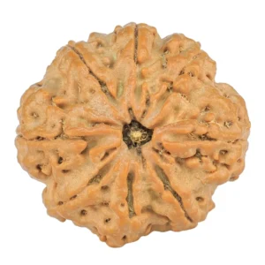 8 Mukhi Rudraksha 24.3mm 4.31gm - Rudraksha