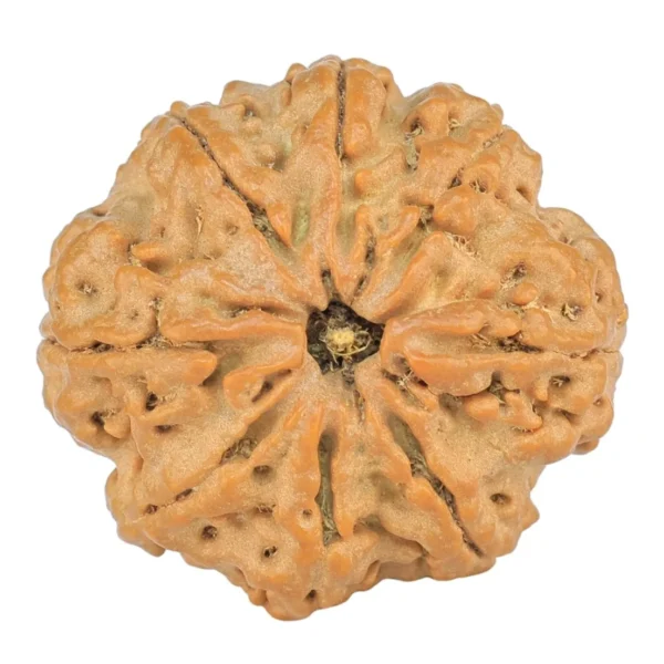 8 Mukhi Rudraksha 24.3mm 4.31gm - Rudraksha