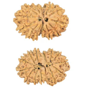 13 MK Gaurishankar 29.5mm 4.14gm - Rudraksha