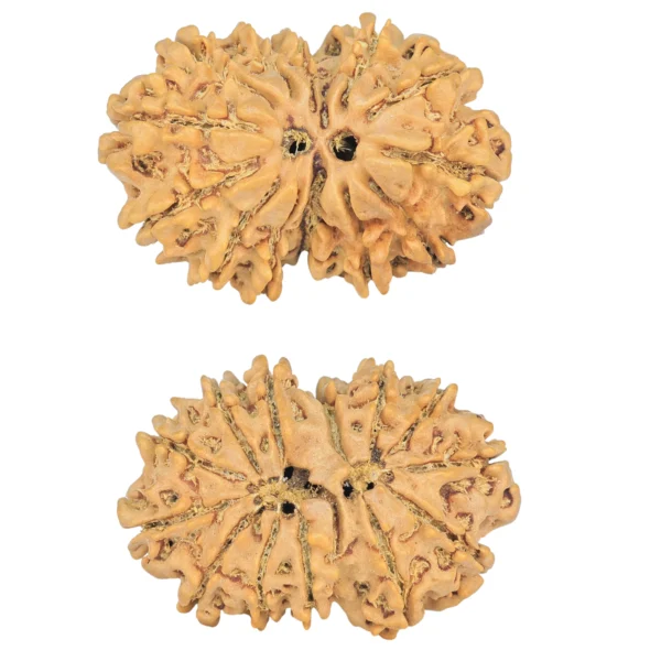 13 MK Gaurishankar 29.5mm 4.14gm - Rudraksha