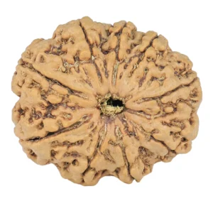 9 Mukhi Rudraksha 22.6mm 2.78gm - Rudraksha