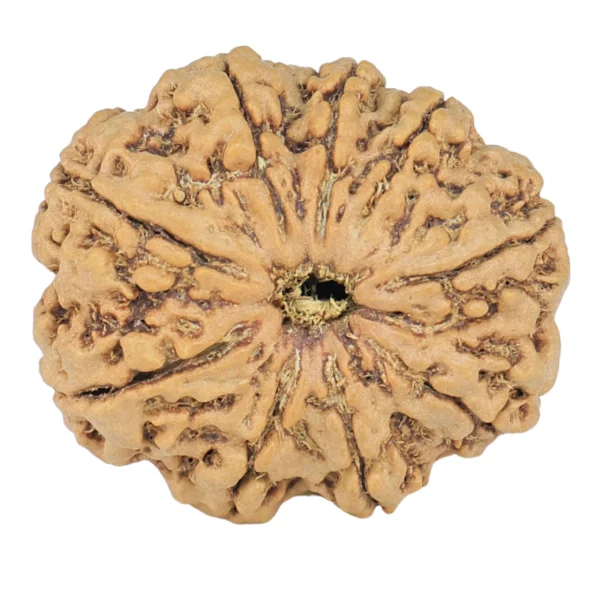 9 Mukhi Rudraksha 22.6mm 2.78gm - Rudraksha