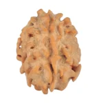 1 Mukhi Rudraksha 21.4mm 2.38gm - Rudraksha