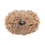 17 Mukhi Rudraksha 18mm 1.42gm - Rudraksha