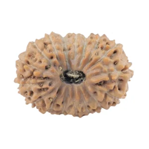 17 Mukhi Rudraksha 18mm 1.42gm - Rudraksha