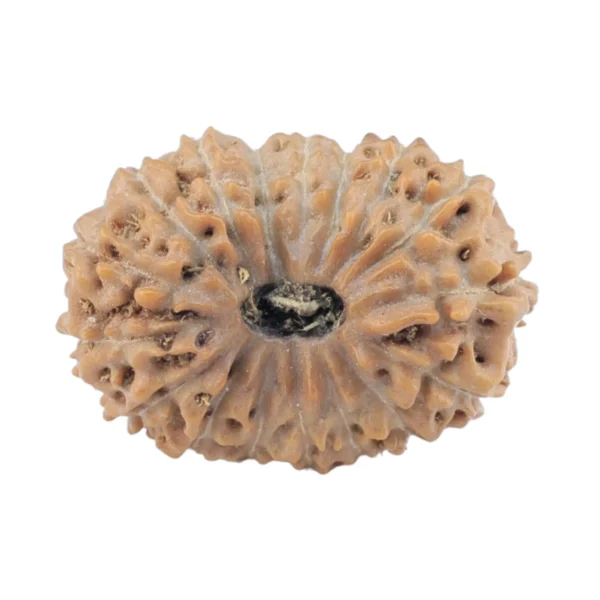 17 Mukhi Rudraksha 18mm 1.42gm - Rudraksha
