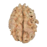 1 Mukhi Rudraksha 22.8mm 3.06gm - Rudraksha