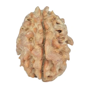 1 Mukhi Rudraksha 22.8mm 3.06gm - Rudraksha