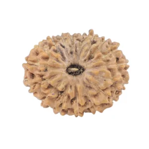 17 Mukhi Rudraksha 17.3mm 1.09gm - Rudraksha