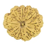 10 Mukhi Rudraksha 36.1mm 8gm - Rudraksha