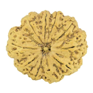10 Mukhi Rudraksha 36.1mm 8gm - Rudraksha