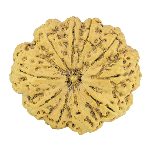 10 Mukhi Rudraksha 36.1mm 8gm - Rudraksha