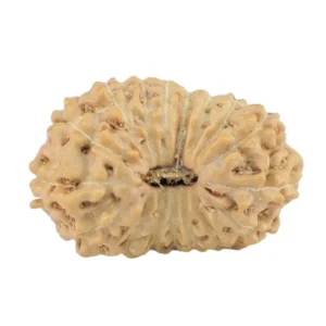 17 Mukhi Rudraksha 17.1mm 0.93gm - Rudraksha