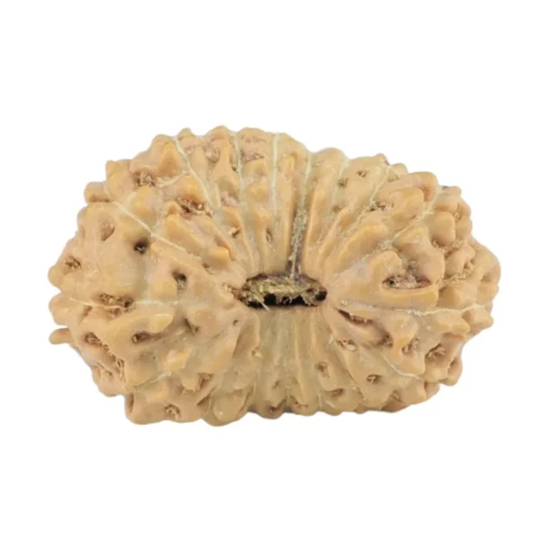17 Mukhi Rudraksha 17.1mm 0.93gm - Rudraksha
