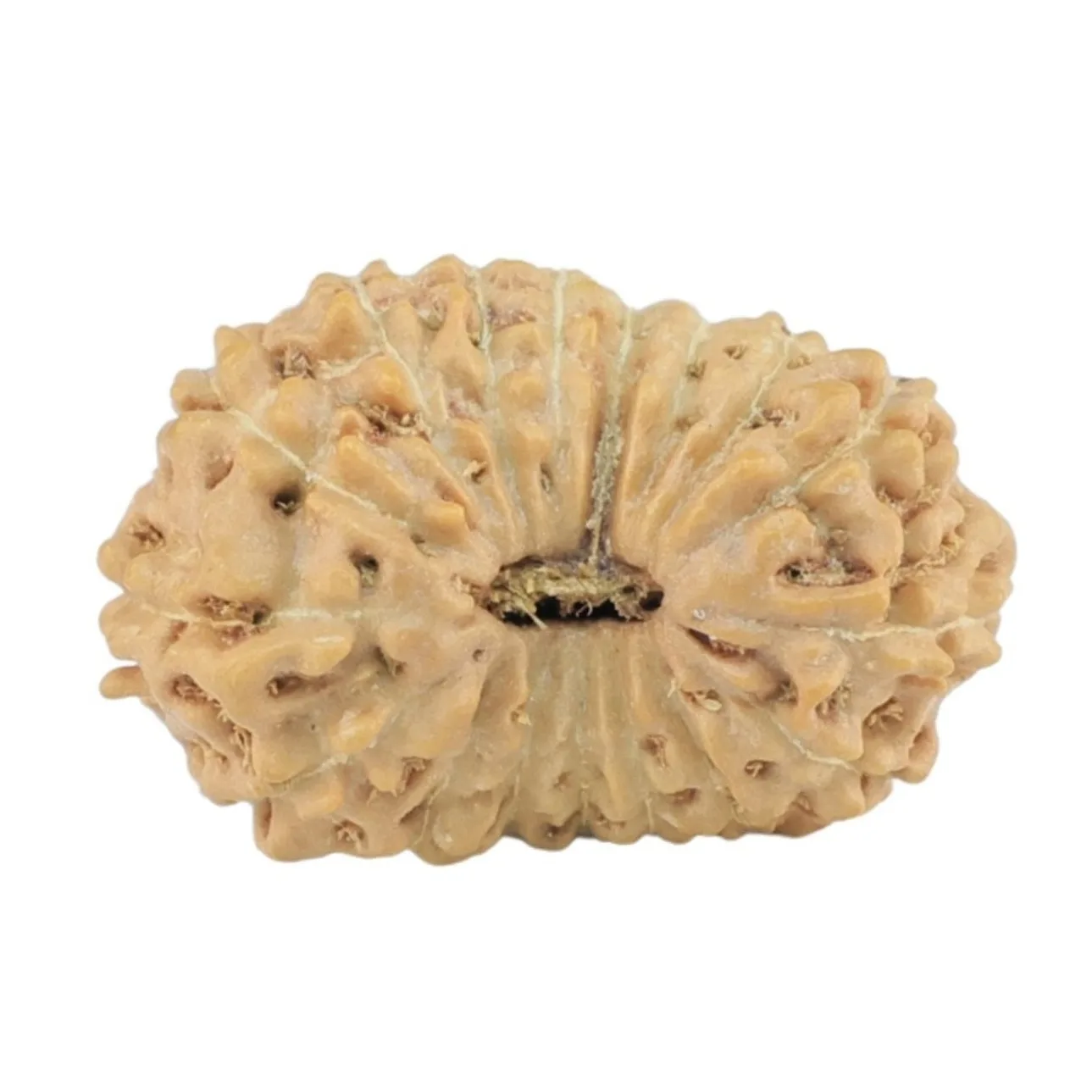 17 Mukhi Rudraksha 17.1mm 0.93gm - Rudraksha