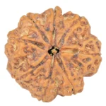 8 Mukhi Rudraksha 28.2mm 7.08gm - Rudraksha