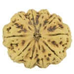 10 Mukhi Rudraksha 34.1mm 6.4gm - Rudraksha