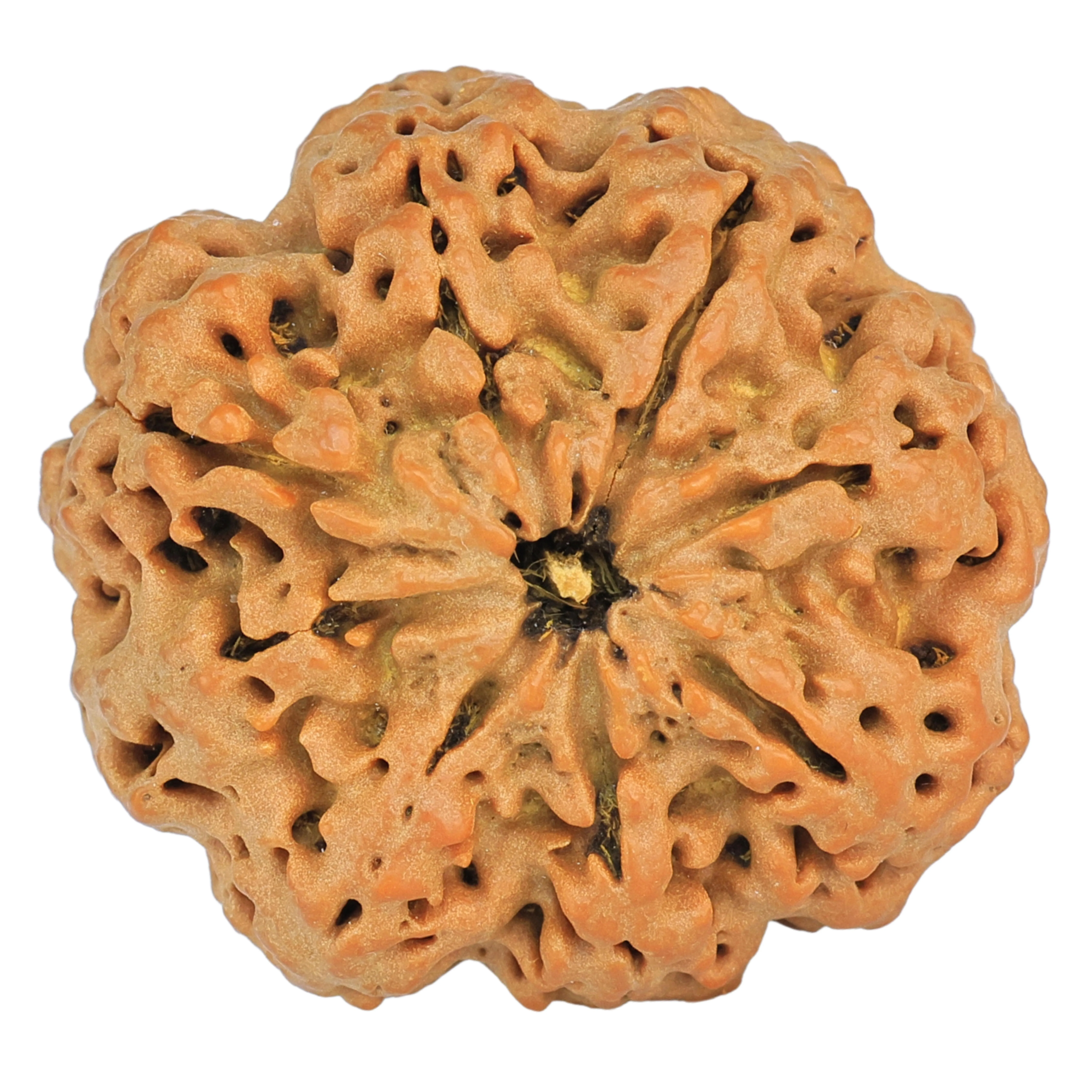 8 Mukhi Rudraksha 31.6mm 8.29gm - Rudraksha