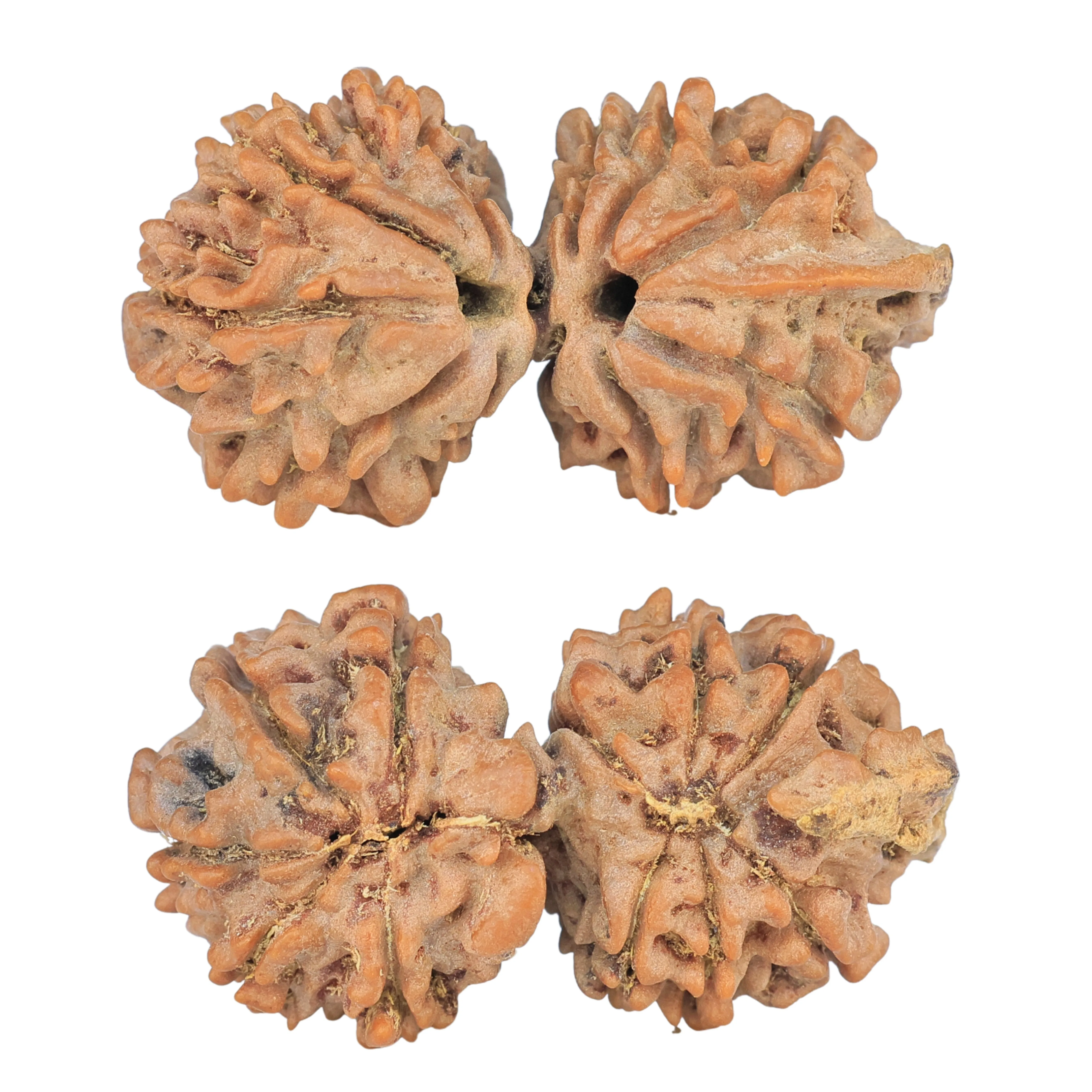 11 Mukhi G.S & Ganesh 32.9mm 4.65gm - Rudraksha