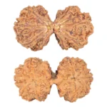 9 MK Gaurishankar 40.8mm 8.83gm - Rudraksha