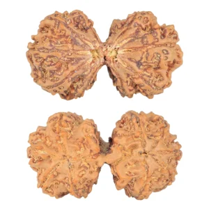 9 MK Gaurishankar 40.8mm 8.83gm - Rudraksha
