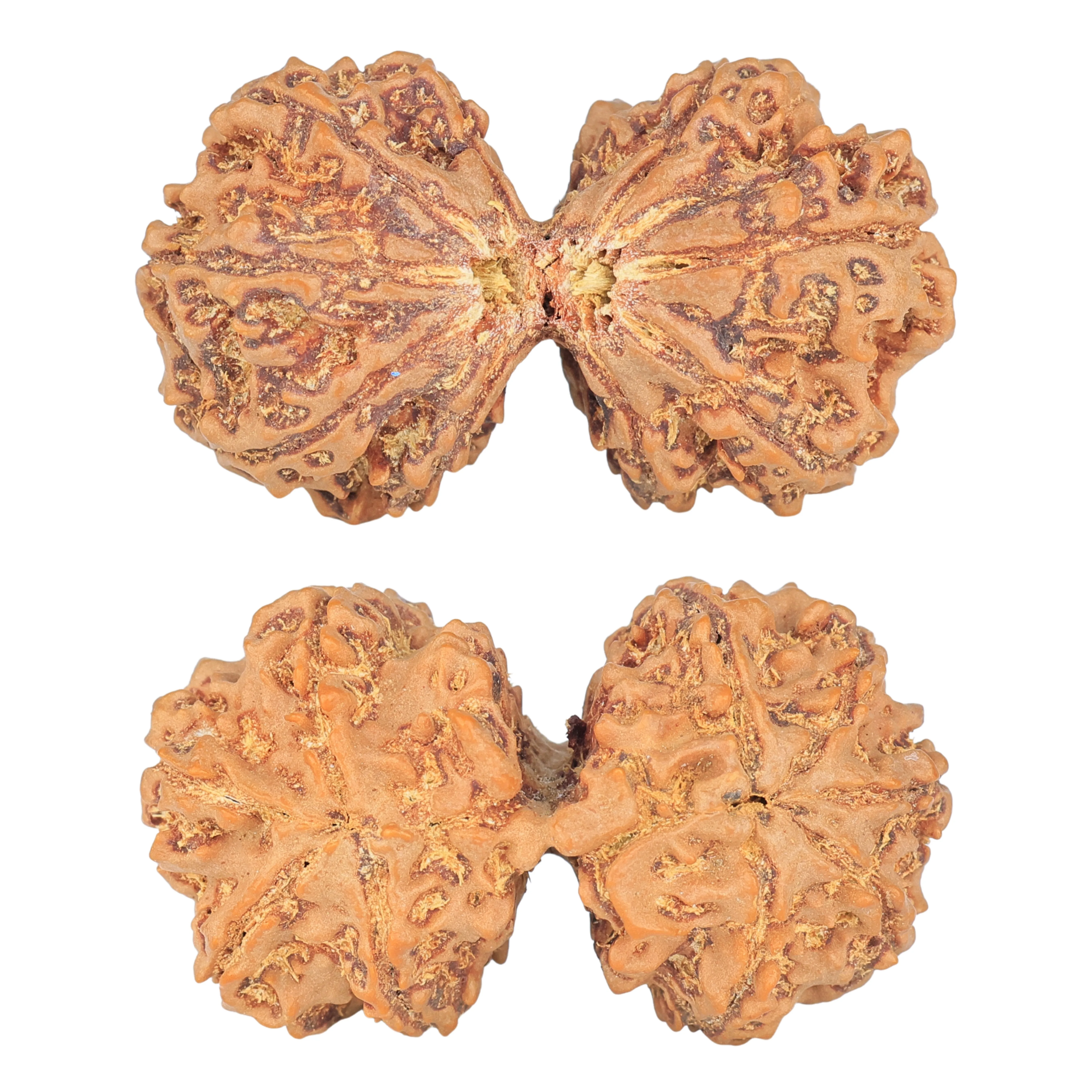 9 MK Gaurishankar 40.8mm 8.83gm - Rudraksha