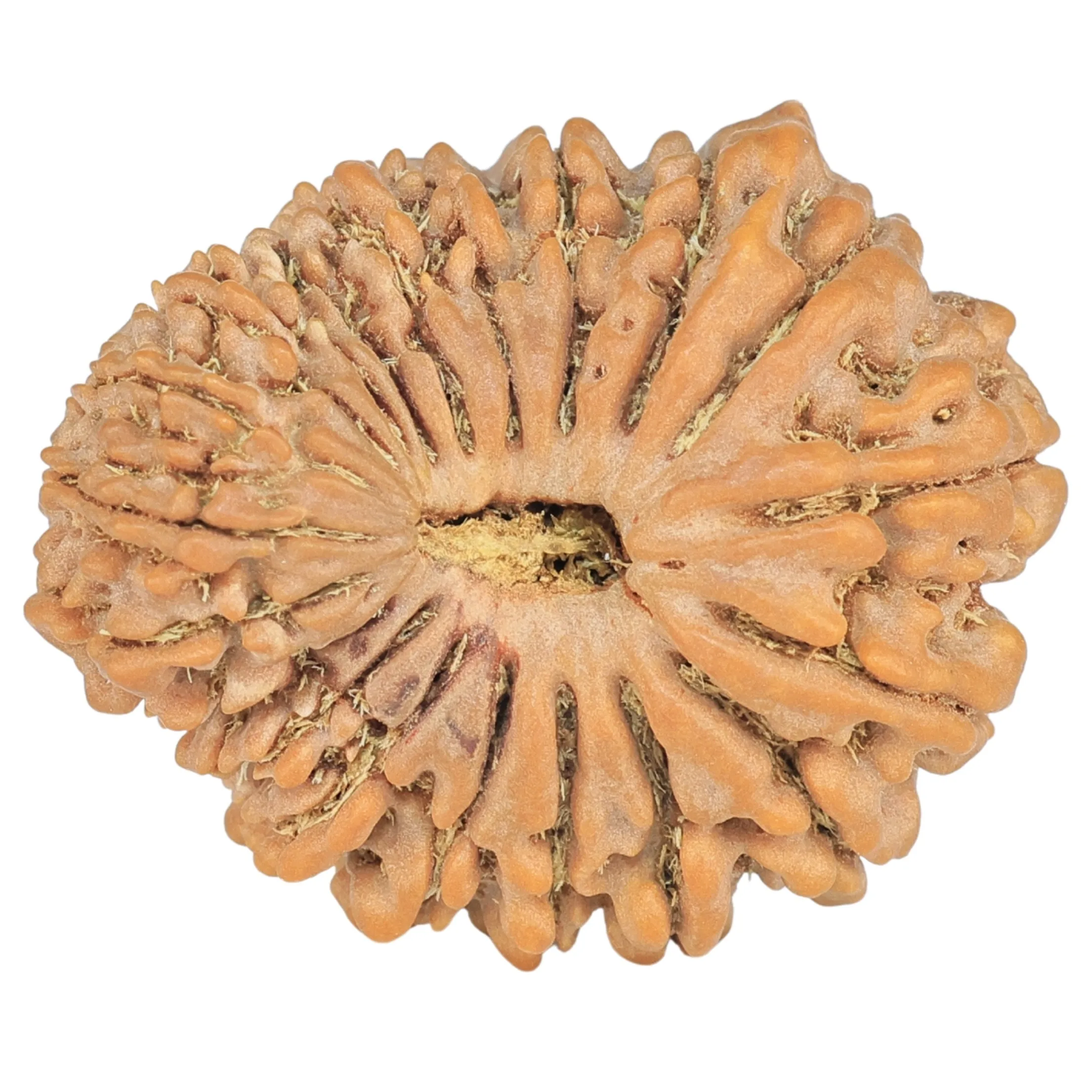 20 Mukhi Rudraksha 29.9mm 5.67gm - Rudraksha