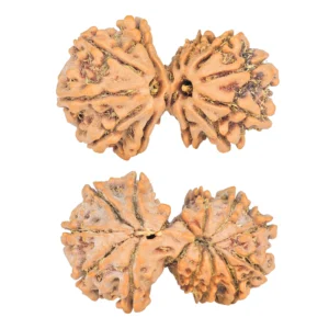 12 MK Gaurishankar 34.2mm 6.31gm - Rudraksha