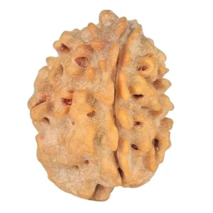 1 Mukhi Rudraksha 21mm 2.31gm - Rudraksha