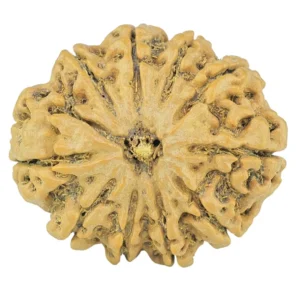 10 Mukhi Rudraksha 28.1mm 5.13gm - Rudraksha