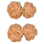 10 Mk Gaurishankar 39.4mm 9.2gm - Rudraksha