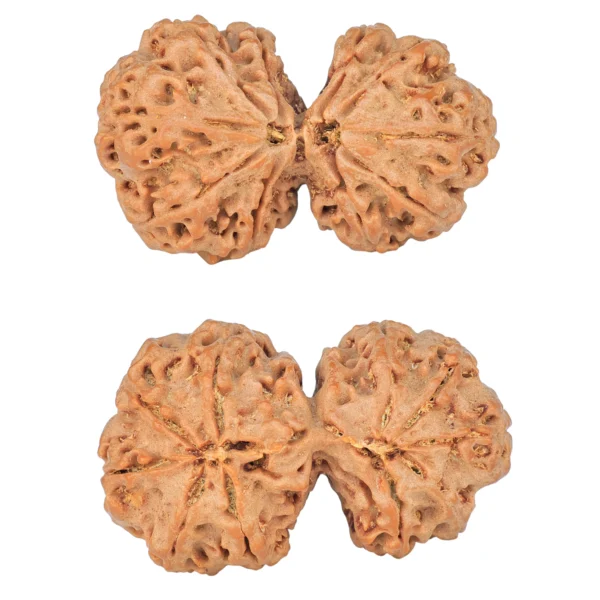 10 Mk Gaurishankar 39.4mm 9.2gm - Rudraksha