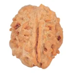 1 Mukhi Rudraksha 18.8mm 1.75gm - Rudraksha