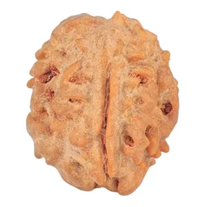 1 Mukhi Rudraksha 18.8mm 1.75gm - Rudraksha