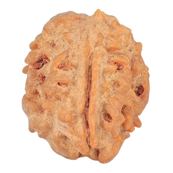1 Mukhi Rudraksha 18.8mm 1.75gm - Rudraksha