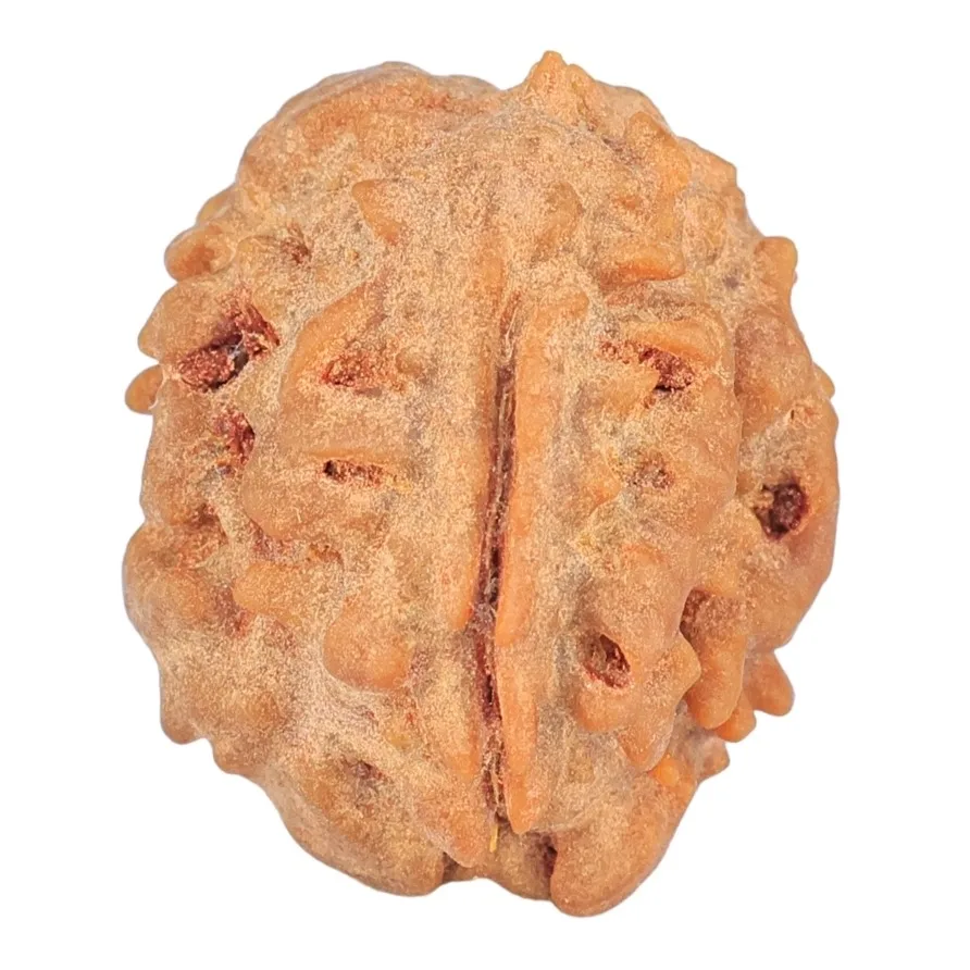 1 Mukhi Rudraksha 18.8mm 1.75gm - Rudraksha