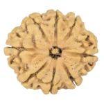 8 Mukhi Rudraksha 28mm 4.07gm - Rudraksha