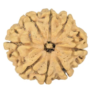 8 Mukhi Rudraksha 28mm 4.07gm - Rudraksha