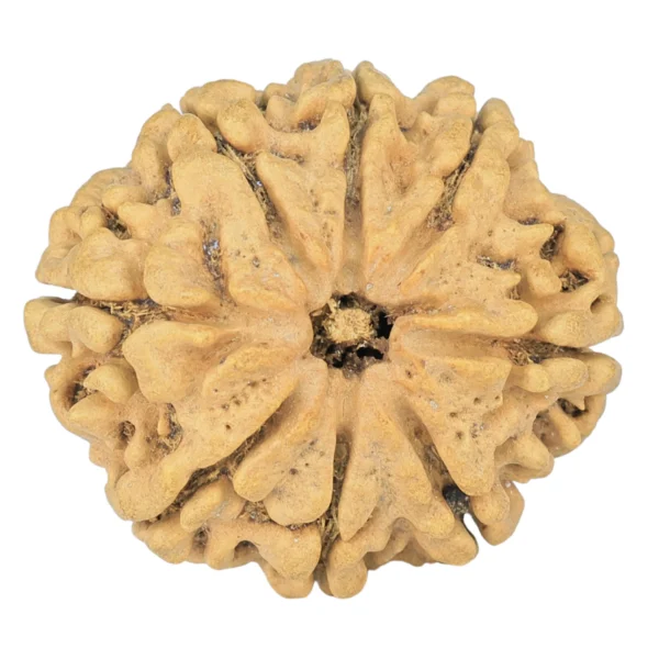 8 Mukhi Rudraksha 28mm 4.07gm - Rudraksha