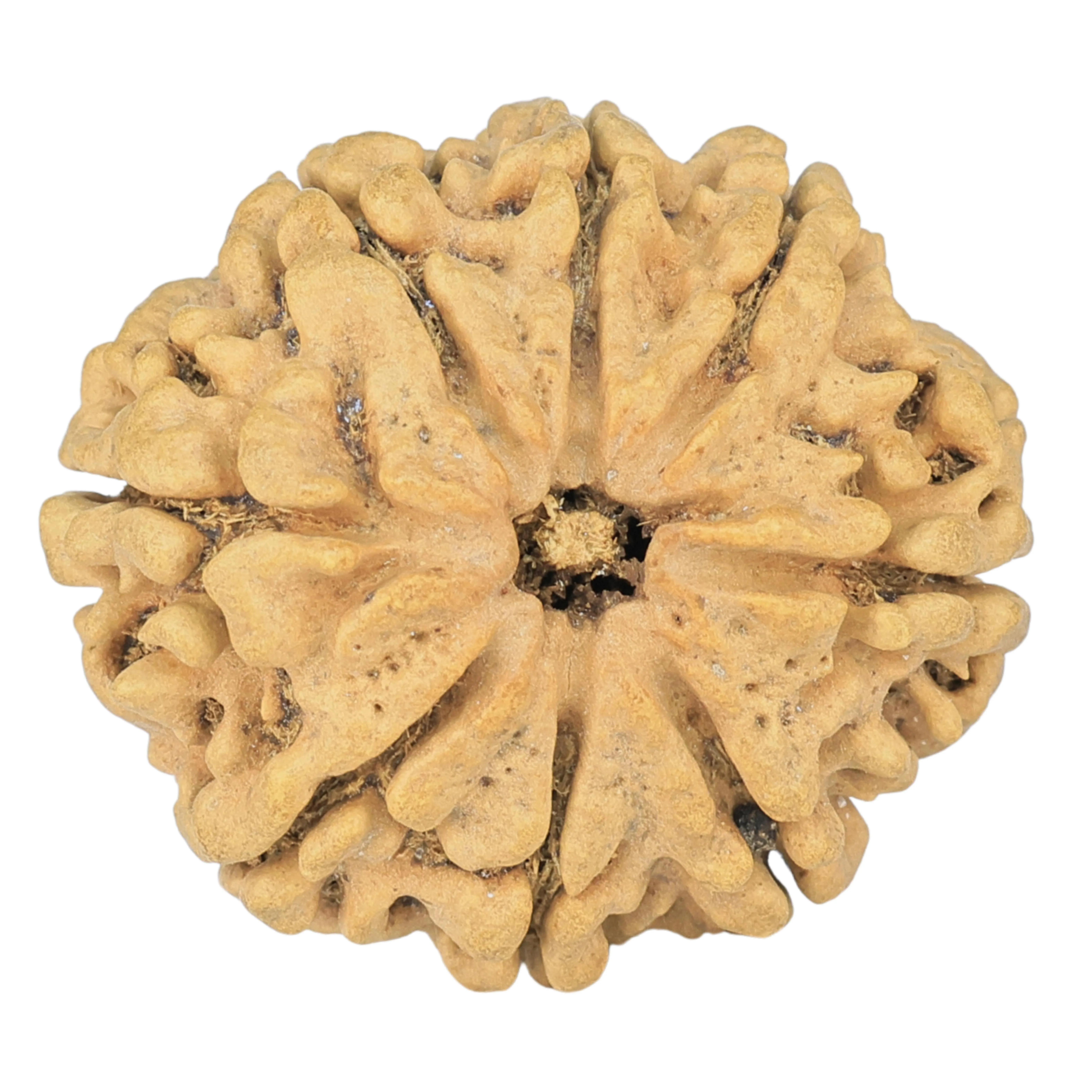 8 Mukhi Rudraksha 28mm 4.07gm - Rudraksha