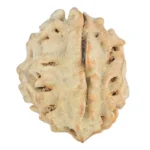 1 Mukhi Rudraksha 20mm 2.31gm - Rudraksha