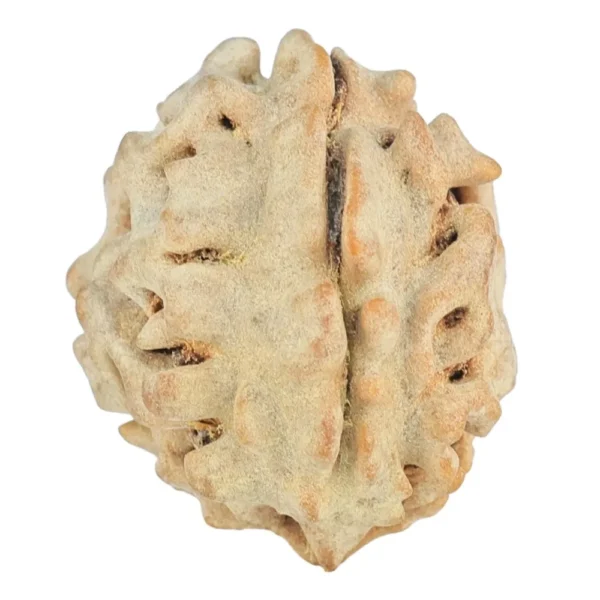 1 Mukhi Rudraksha 20mm 2.31gm - Rudraksha