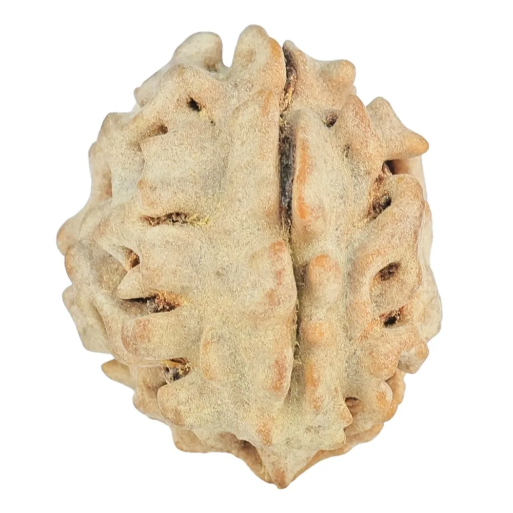 1 Mukhi Rudraksha 20mm 2.31gm - Rudraksha