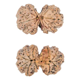 11 MK Gaurishankar 40.1mm 10gm - Rudraksha