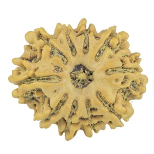 10 Mukhi Rudraksha 24.6mm 3.76gm - Rudraksha