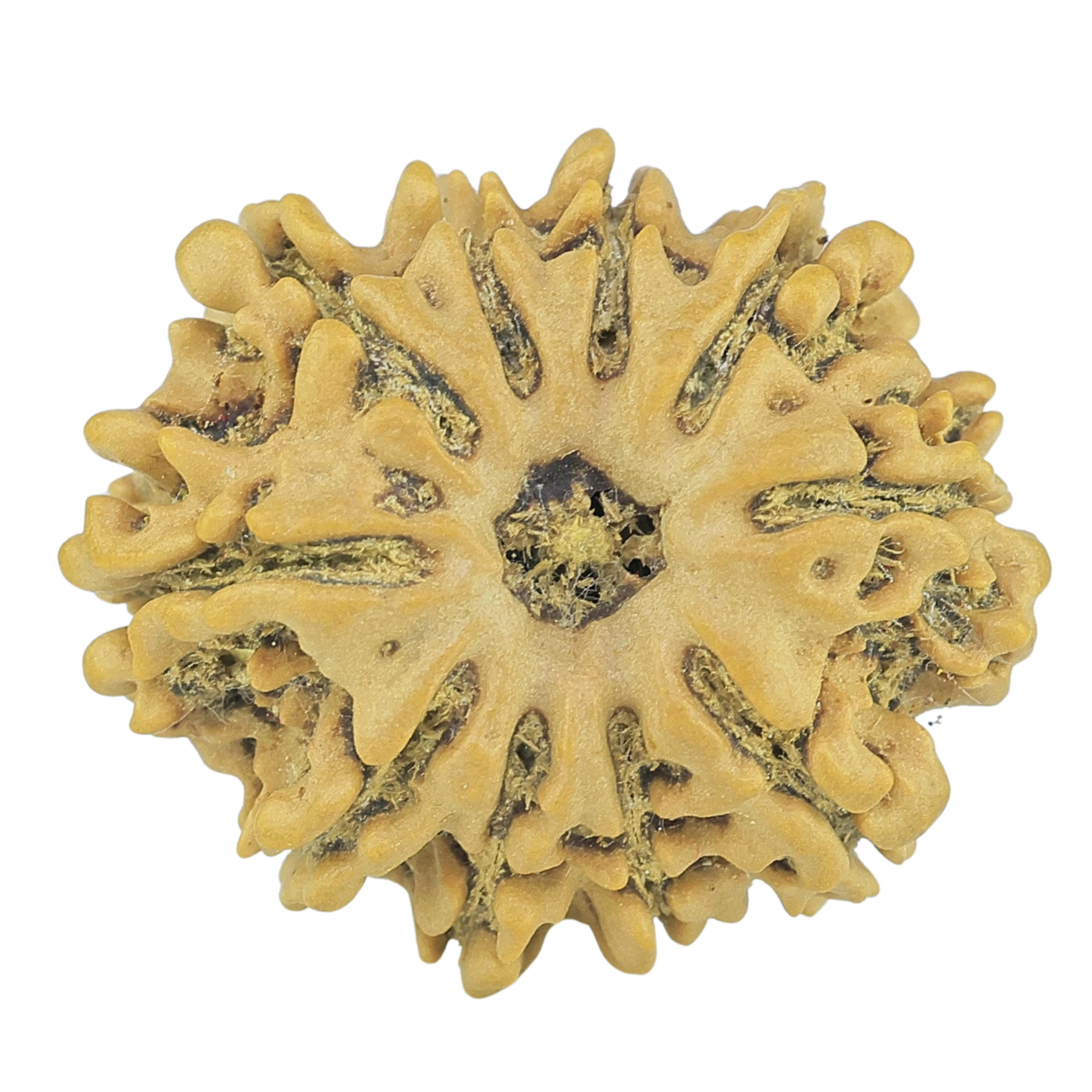 10 Mukhi Rudraksha 24.6mm 3.76gm - Rudraksha