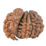Sawar/Ganesh (8+1) 19.4mm 1.34gm - Rudraksha